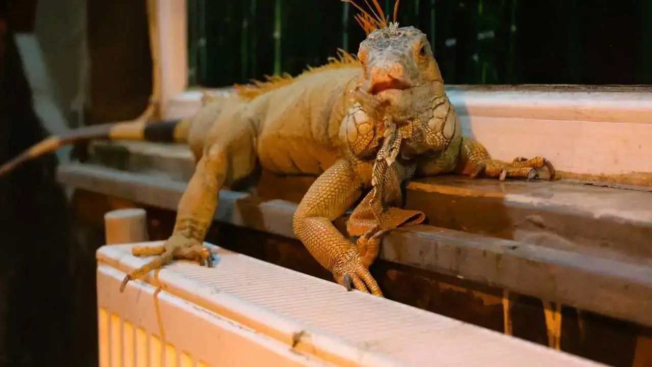 Antalya'da Lemurlar Sıcakta, Bukalemunlar Işıkta 2